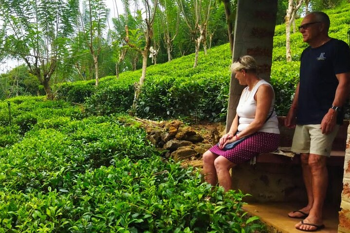 Tea leaf collecting Hut